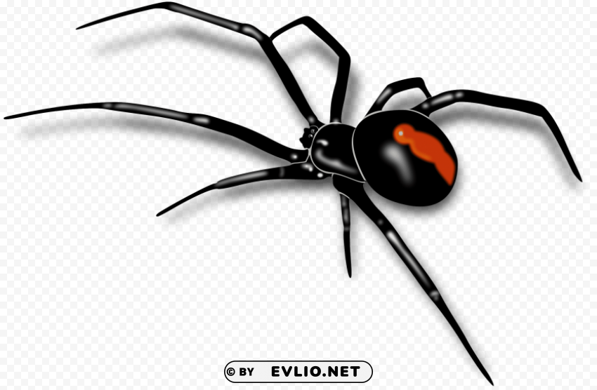 spider Clean Background PNG Isolated Art