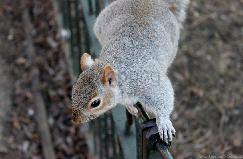 animal climbing squirrel wallpaper PNG for blog use