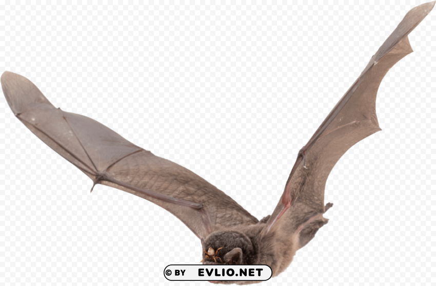 Evasive Bat - High-Quality Images - Image ID 84d6b42e Isolated Design Element on Transparent PNG