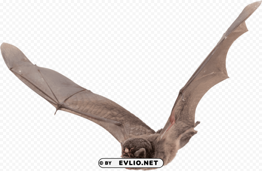 bat large wings Isolated Graphic Element in Transparent PNG