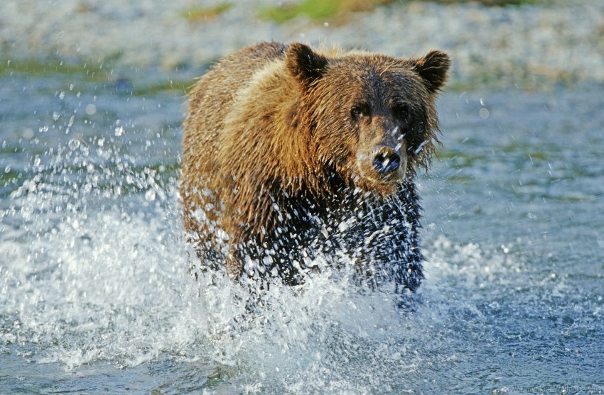 bear grizzly bear river spray water wallpaper Isolated Element on HighQuality PNG