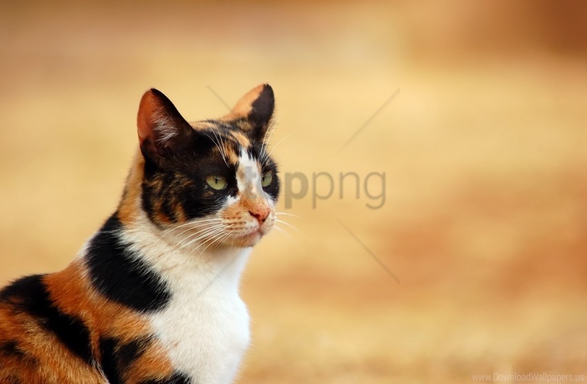 cat eyes spotted wallpaper Transparent Background PNG Isolated Art