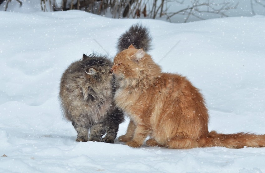 cats couple kiss snow winter wallpaper Transparent Background PNG Isolated Character