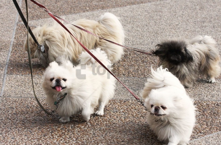 dog leads pekingese walk wallpaper CleanCut Background Isolated PNG Graphic