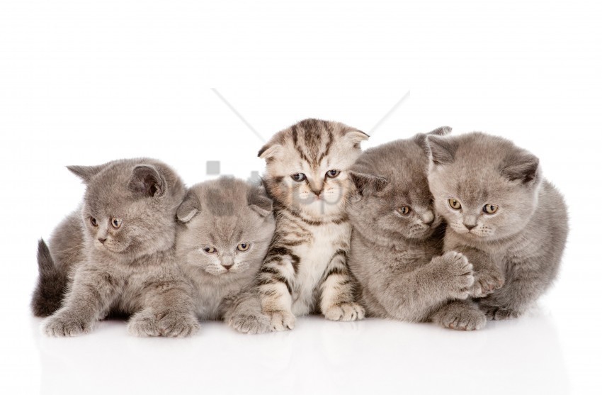 Fluffy Fold Kittens Striped Wallpaper PNG Transparent Elements Compilation