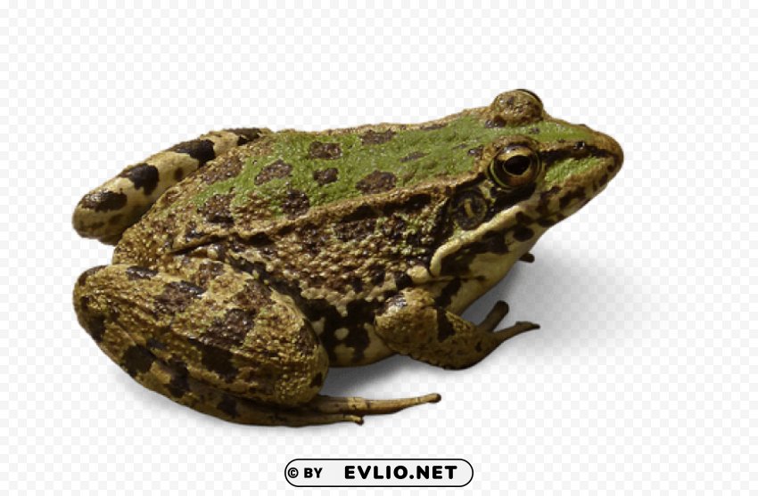 frog Isolated Icon in Transparent PNG Format