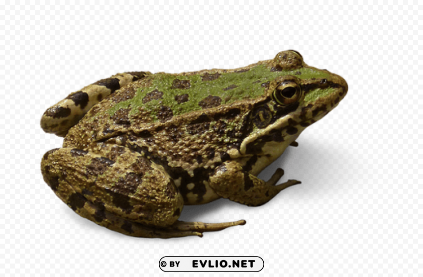 Frog Isolated Icon In Transparent PNG Format