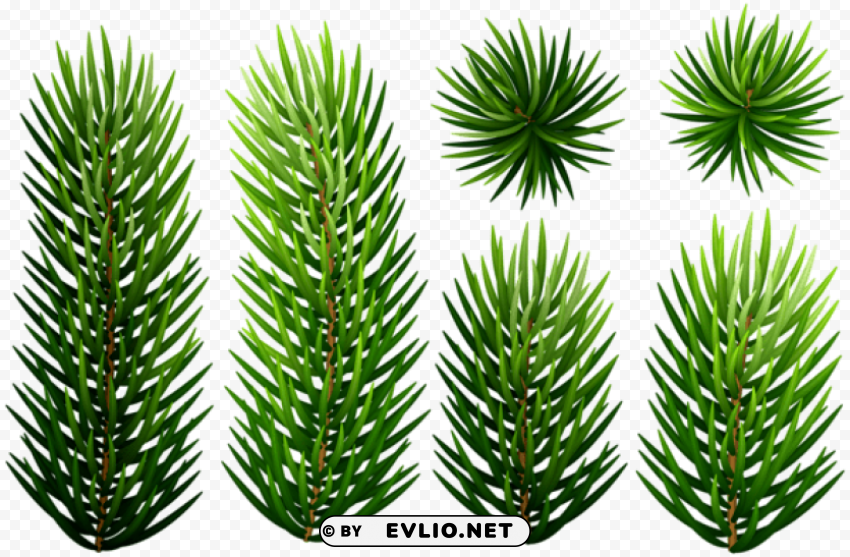 pine branches Isolated Character on Transparent PNG