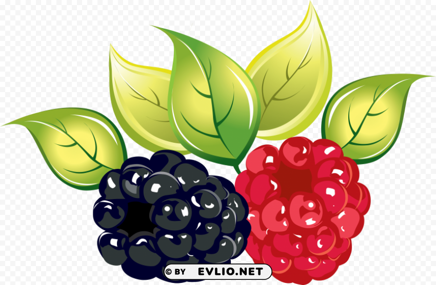 raspberry Free PNG file