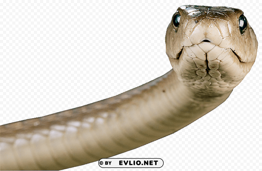 Snake Face PNG Graphics