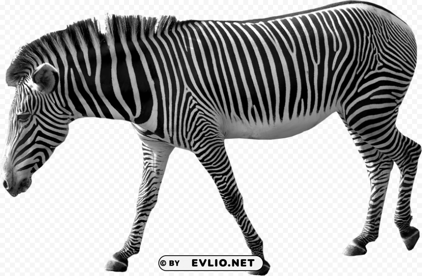 zebra free Isolated Design Element in HighQuality PNG