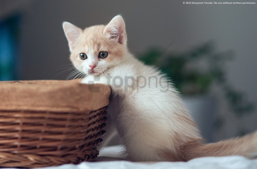 basket boy curiosity kitten wallpaper PNG Image with Transparent Isolated Graphic Element