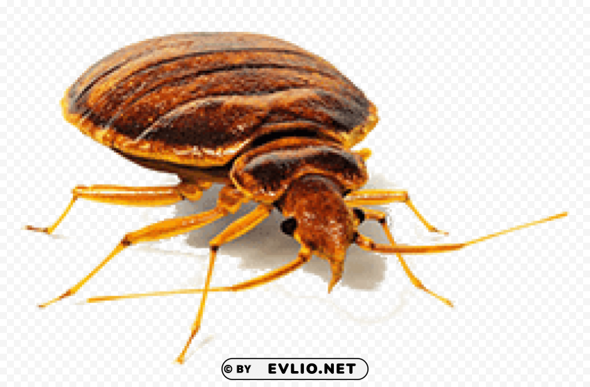bed bug front view Isolated Illustration with Clear Background PNG