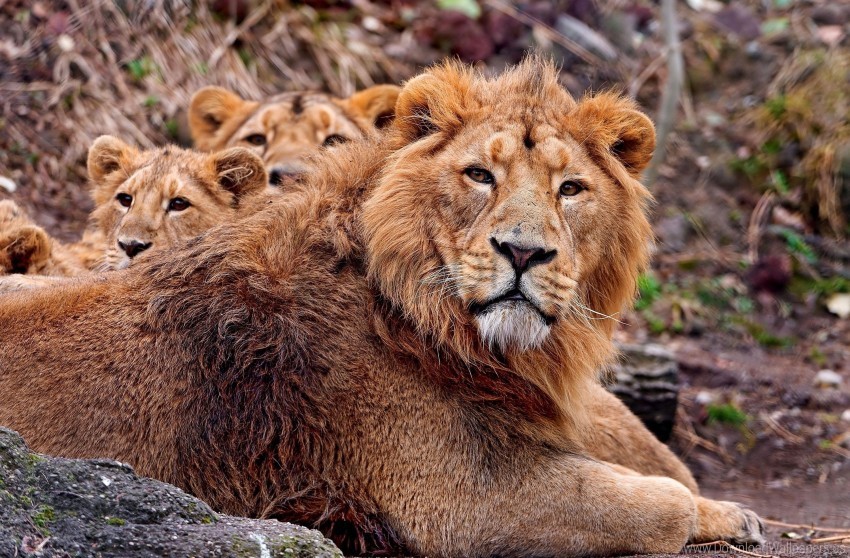 care cubs lion protection wallpaper Clear background PNGs