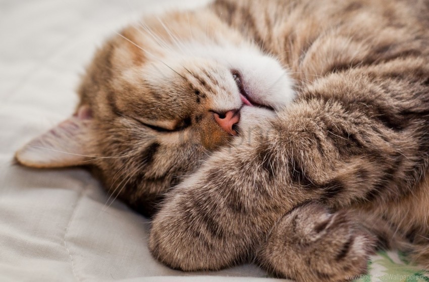 cat lying muzzle paws sleeping wallpaper PNG for social media
