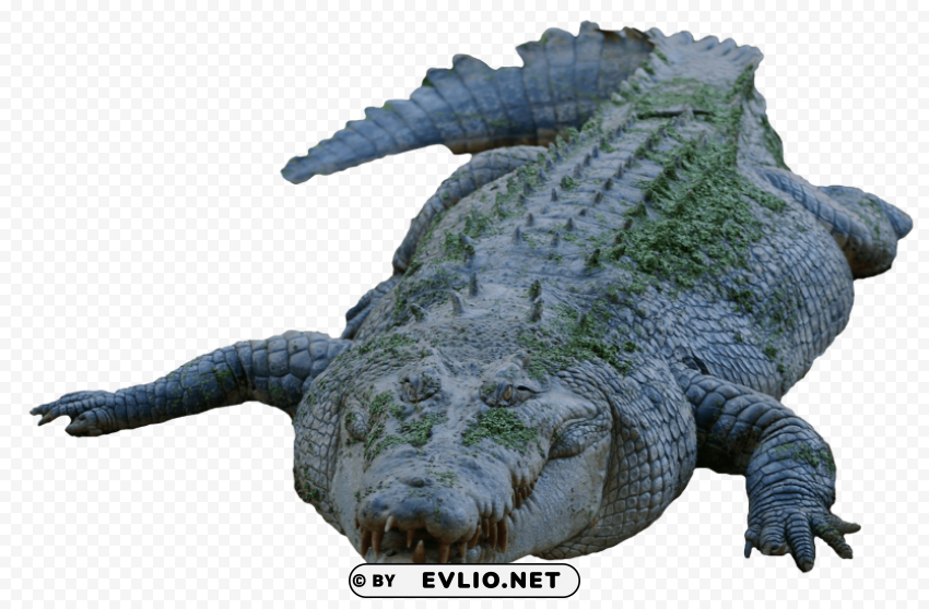crocodile High-quality transparent PNG images comprehensive set