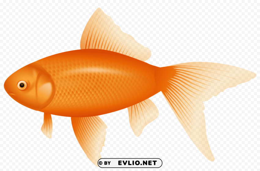 Orange Fish Clear Background Isolated PNG Graphic