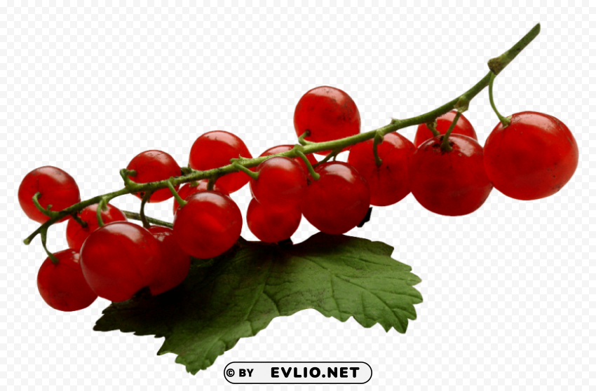 Redcurrant Isolated Item On Transparent PNG Format