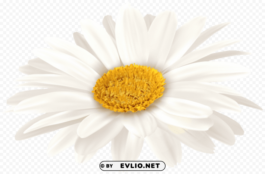 white gerbera Isolated Item with Clear Background PNG