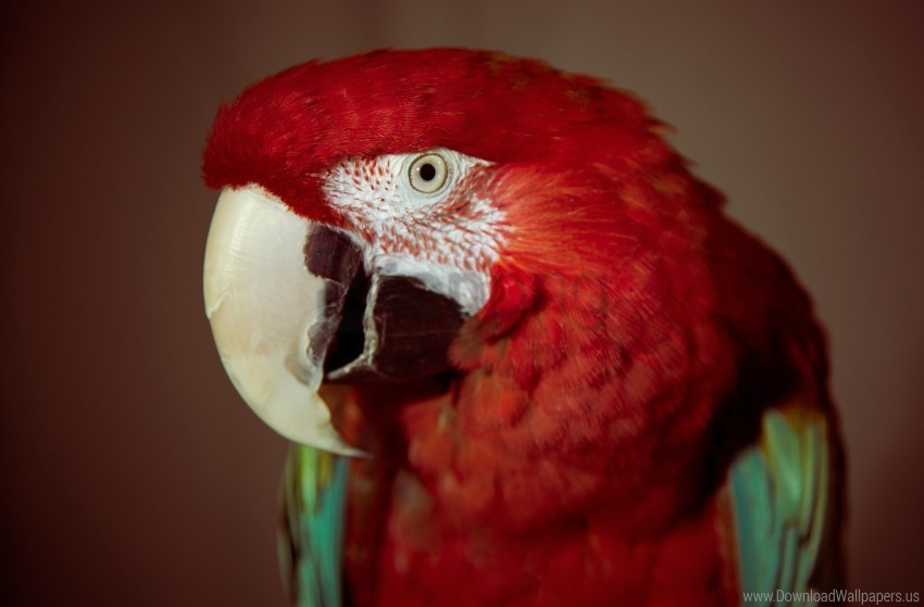 beak parrot red red parrot wallpaper PNG transparent graphics for projects