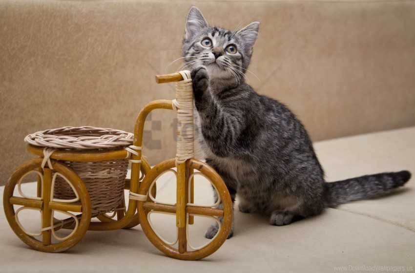 bicycle invention kitten wallpaper Free PNG images with alpha transparency