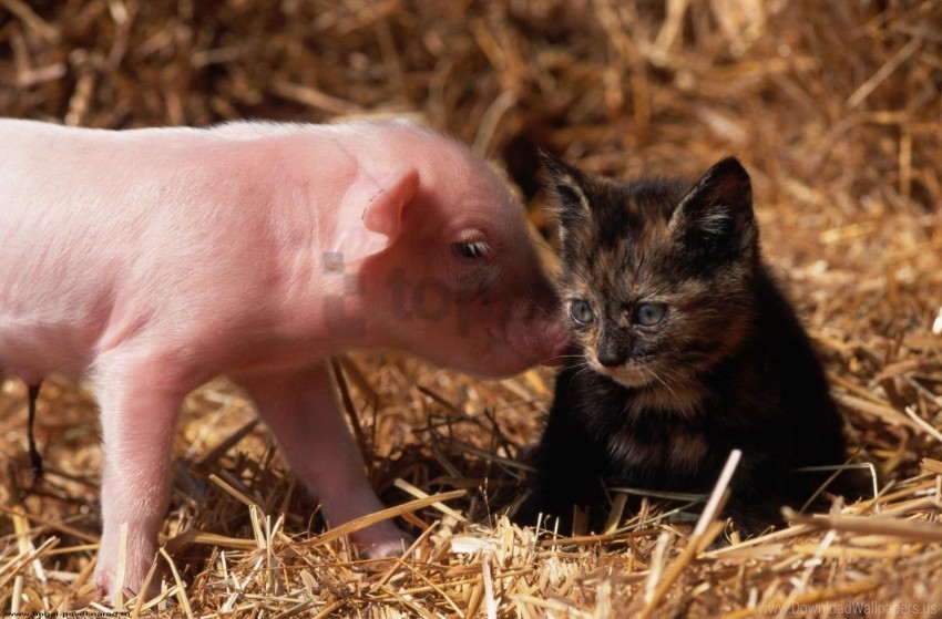 cat friendship pig young wallpaper PNG images with no watermark