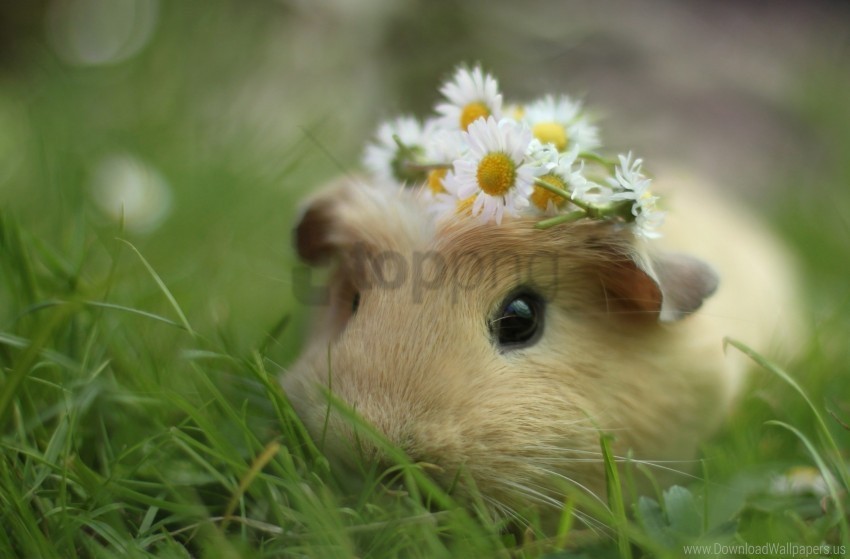 flowers grass guinea pig wreath wallpaper PNG images with clear alpha channel