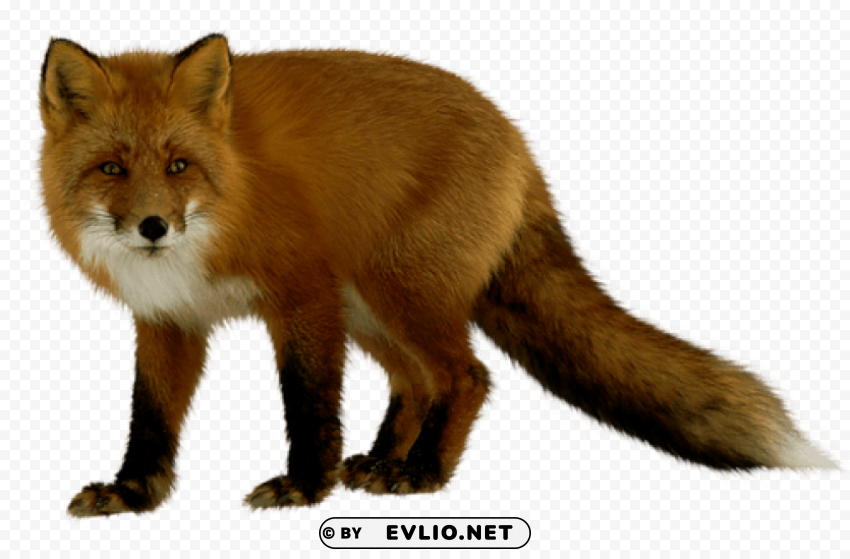 Fox HighResolution Isolated PNG Image