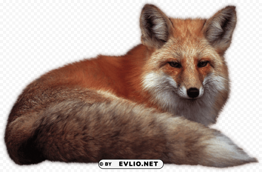 fox Isolated Artwork on Transparent PNG png images background - Image ID b2cd952a