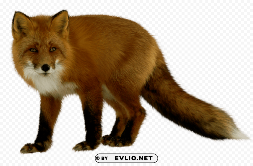 fox Isolated Element in HighResolution Transparent PNG