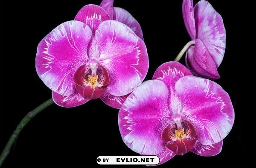 orchid Isolated Design Element in Clear Transparent PNG