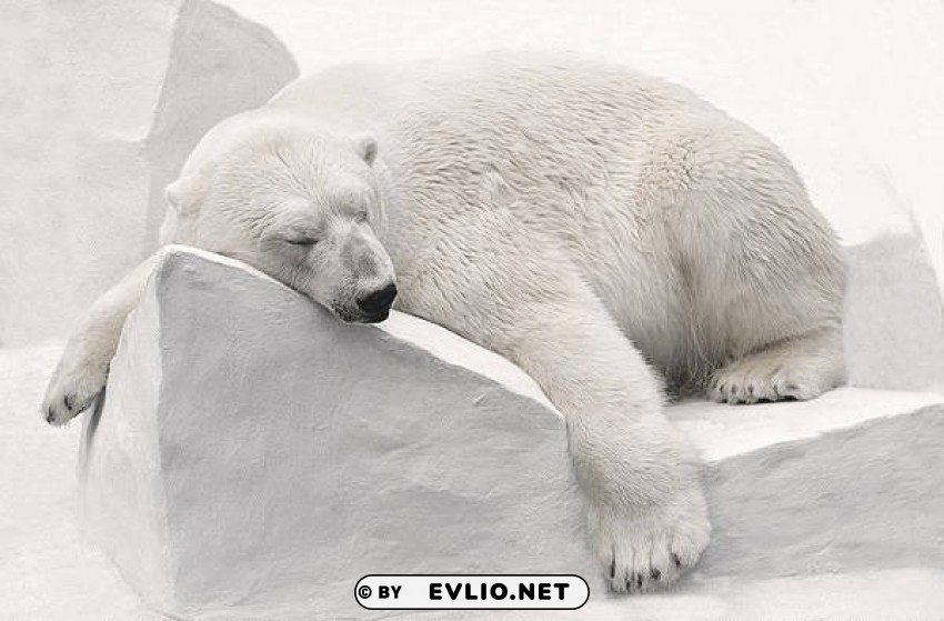 polar bear PNG without watermark free