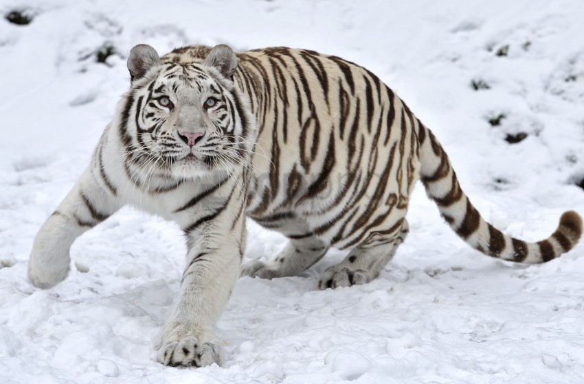 albino snow tiger winter wallpaper PNG photo without watermark