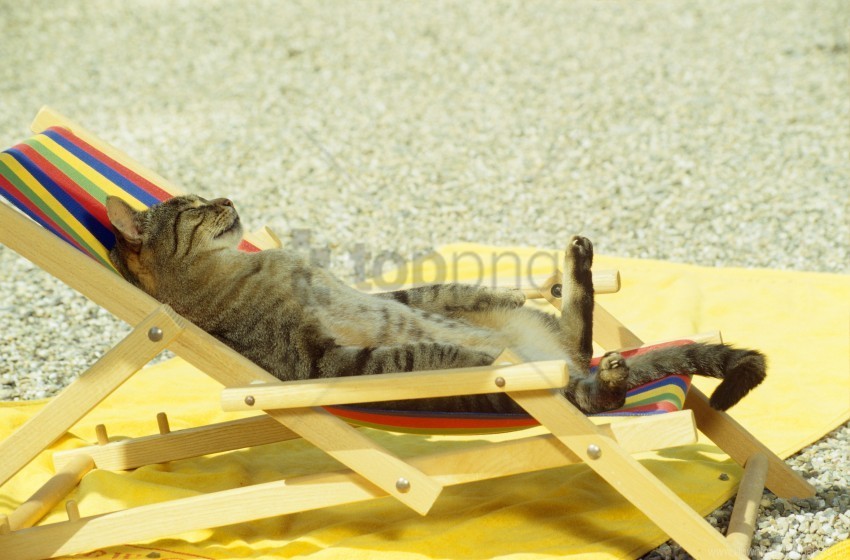 beach cat funny lie lounge wallpaper Clear PNG pictures broad bulk