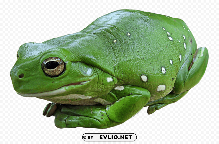 frog PNG transparent photos vast collection