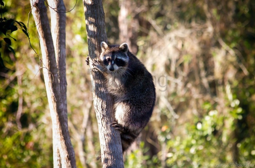 grass raccoon sit tree wallpaper PNG transparent photos for design