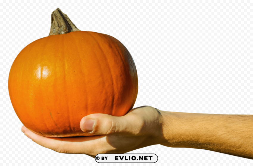 hand holding orange pumpkin Clear PNG