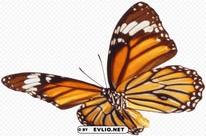 Large Butterfly PNG Transparent Photos Vast Collection