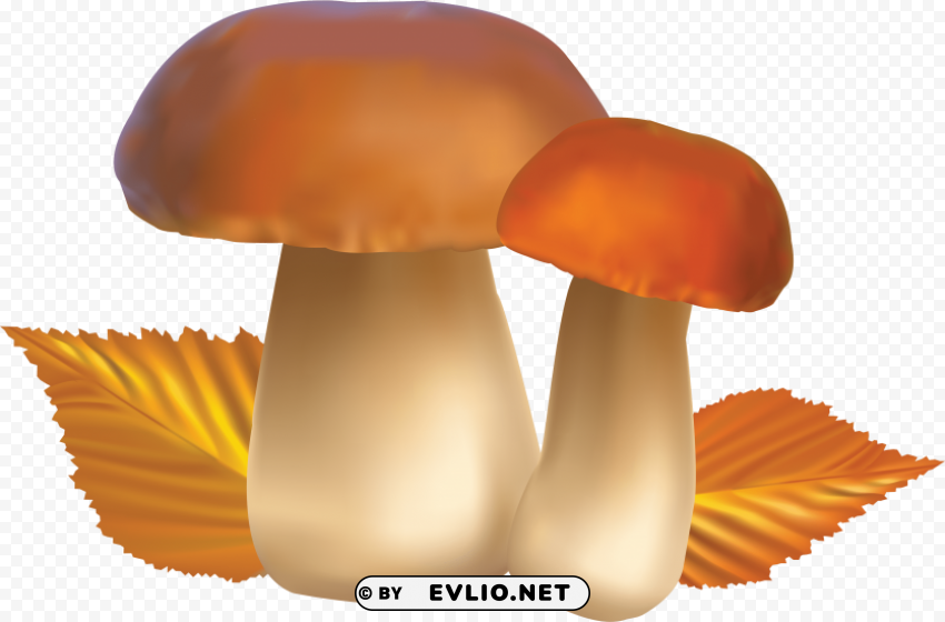 mushroom Transparent PNG pictures for editing