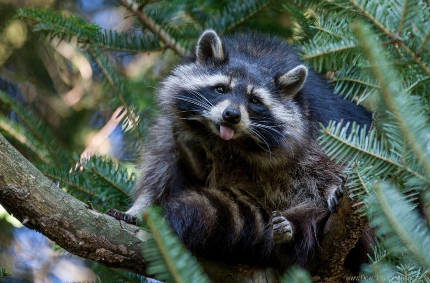 nature raccoon tree wallpaper PNG for social media