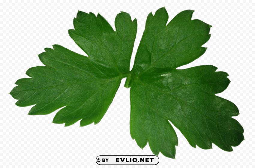 parsley Isolated Graphic on Clear PNG