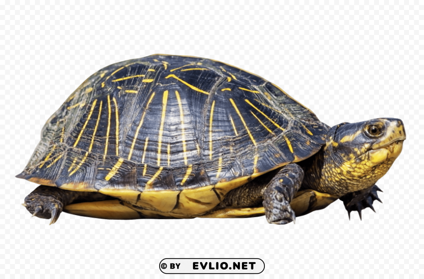 turtle HighQuality Transparent PNG Isolated Artwork