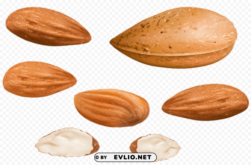 almonds PNG graphics with transparency