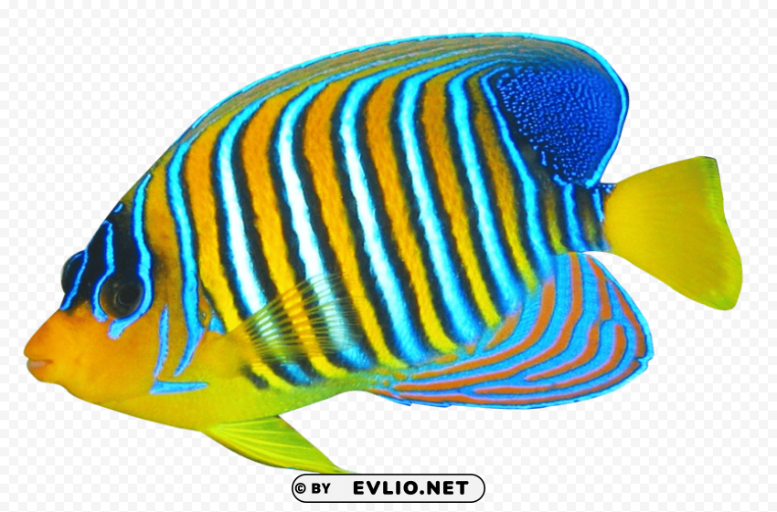 Angelfish Free Transparent PNG