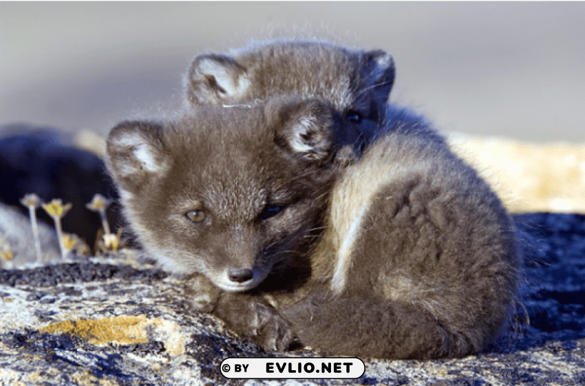 arctic fox cute s PNG images with high-quality resolution