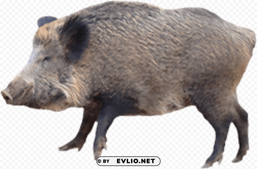 boar Isolated Element in HighQuality PNG