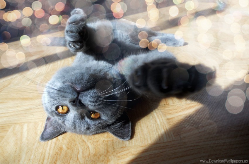cat foot glare light muzzle playful wallpaper PNG for mobile apps