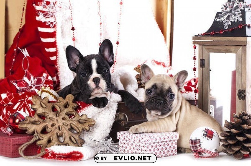 christmas cute puppies Free PNG file