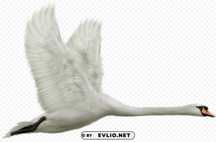 flying swan PNG for free purposes