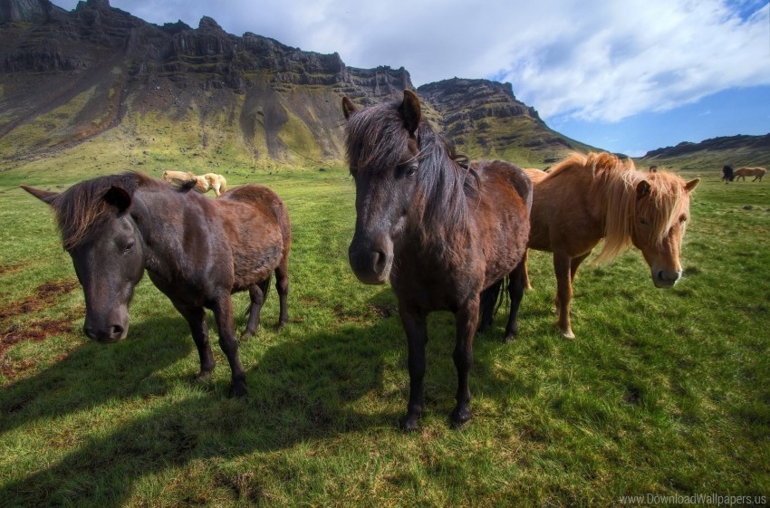 grass horses ponies stand wallpaper Transparent PNG pictures archive